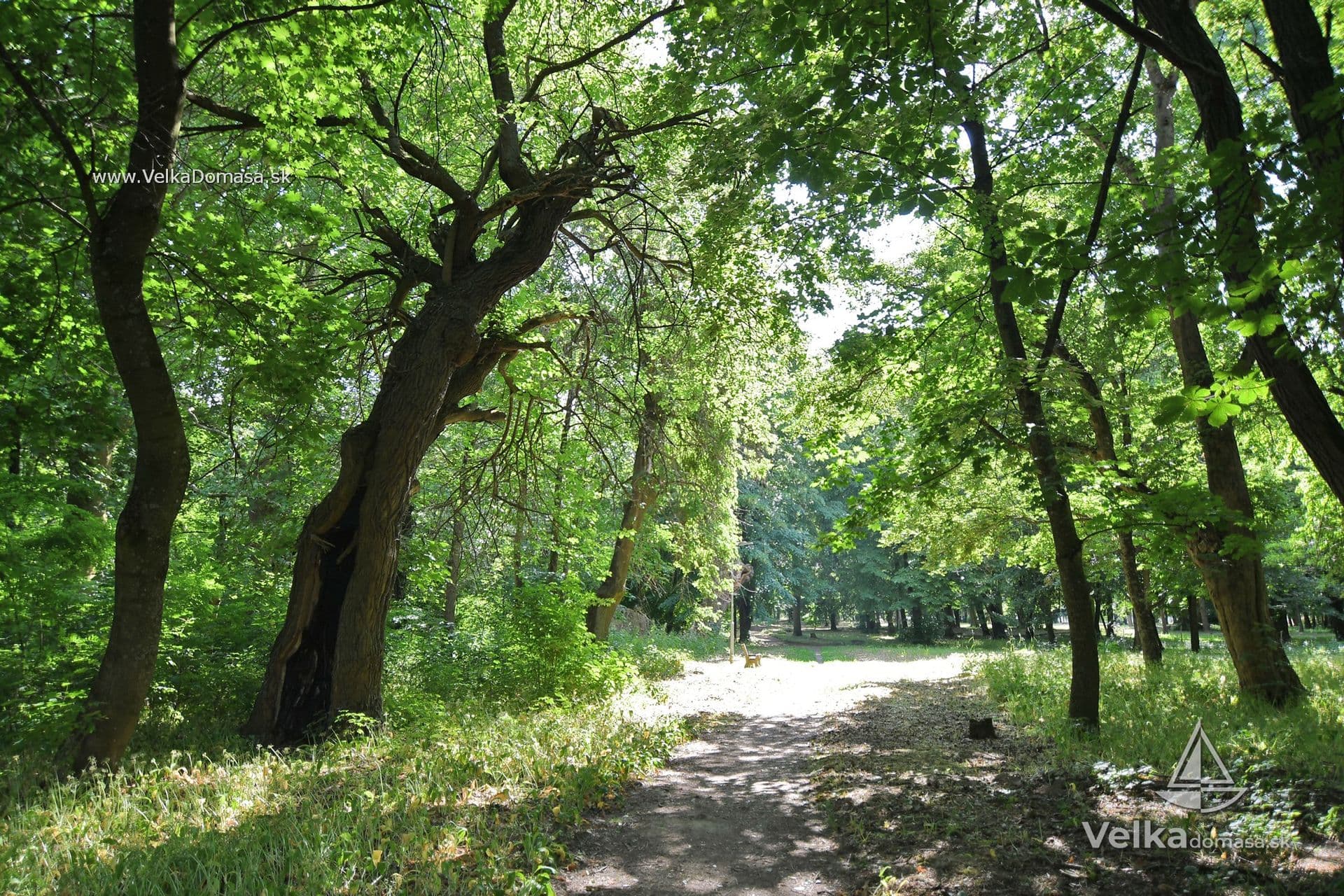 parchovanske_duby_18